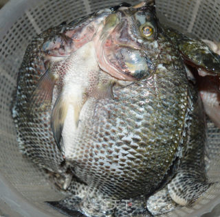 Cured Fish recipe