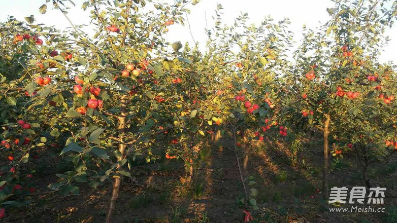 Canned Apple recipe