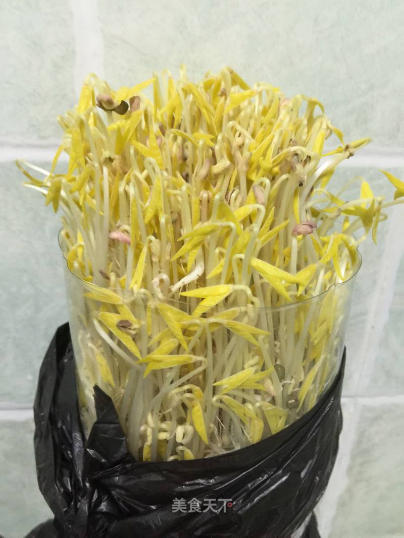 Use Cola Bottle to Grow Bean Sprouts recipe