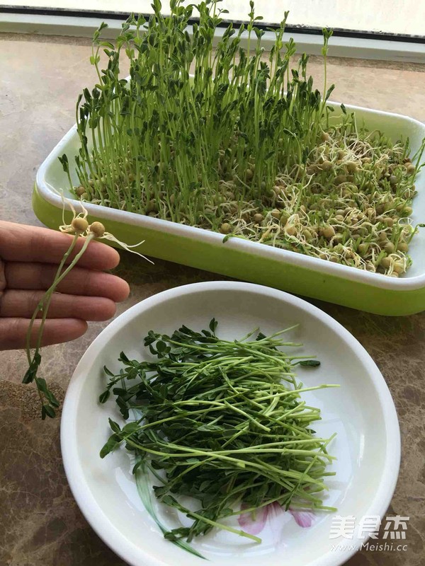 Cold Pea Sprouts recipe