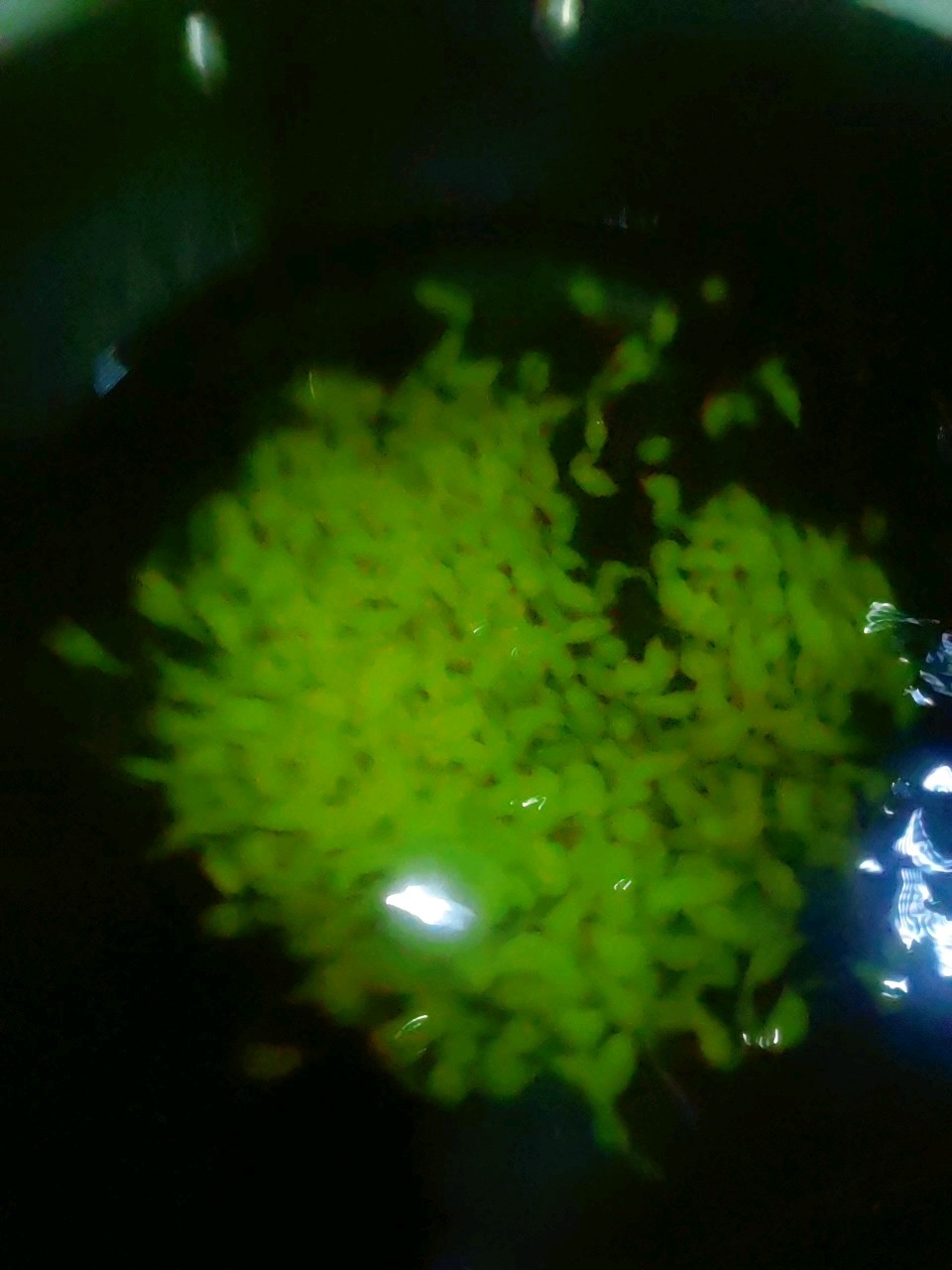 Sophora Japonica Pollen recipe