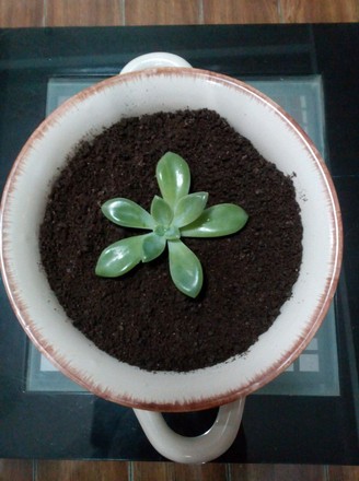 Potted Cake