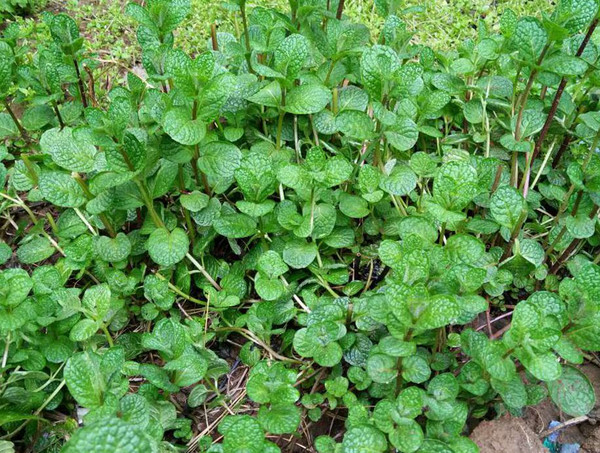 Ten Coriander recipe