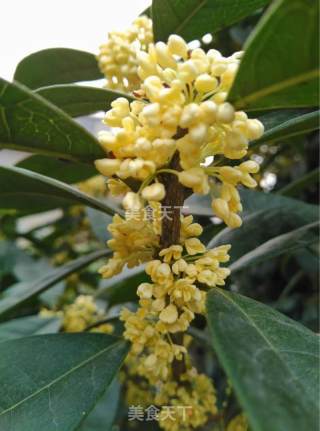 Candied Osmanthus recipe