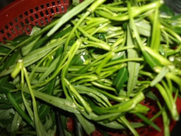 Convolvulus Soup recipe