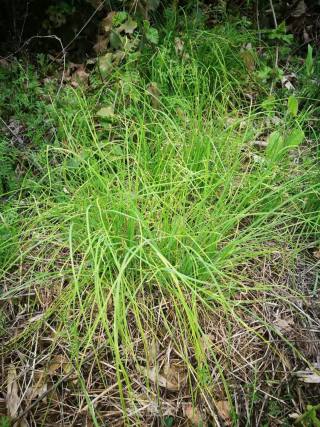 Wild Onion Omelet recipe