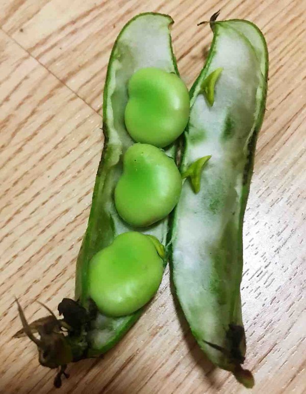 Fried Ham with Broad Beans recipe