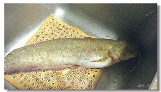 Boiled Catfish recipe