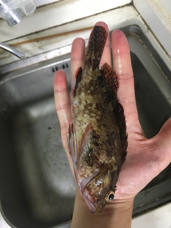 Shi Jiugong Fish Soup recipe