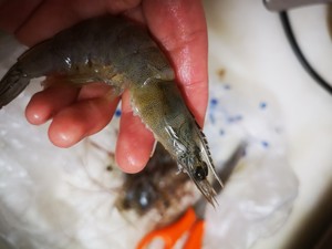 Salt and Pepper Shrimp (super Crispy) recipe