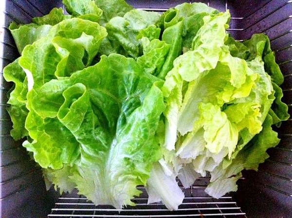 Lettuce in Oyster Sauce recipe