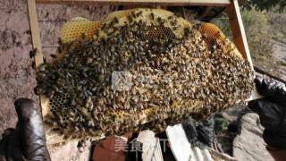 Delicate and Soft Fragrance-----honey Cake recipe