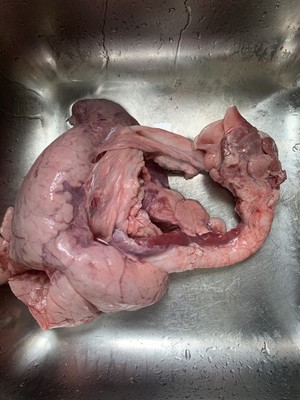 Clean Pig Lungs recipe