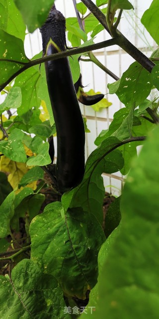 Lamb Bone Stewed Eggplant recipe