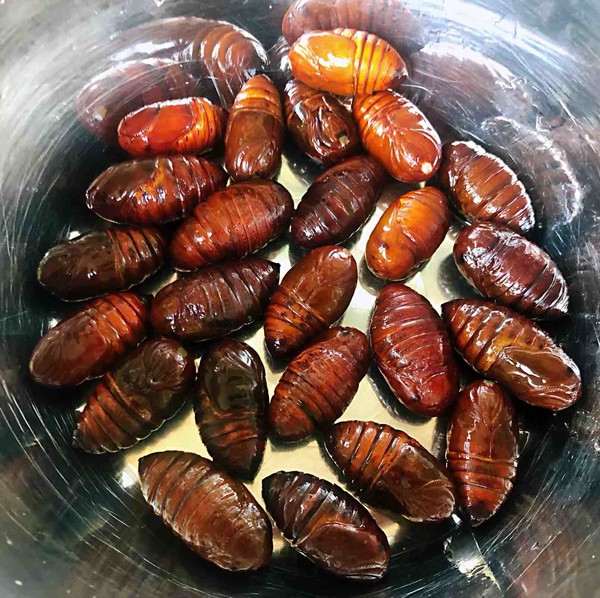 Silkworm Chrysalis String Incense recipe