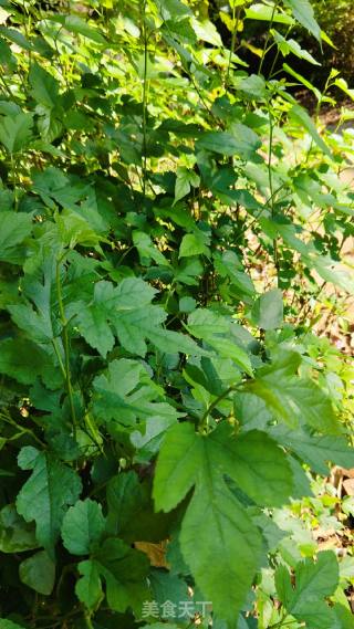 Mulberry Leaf Longan Wolfberry Soup recipe