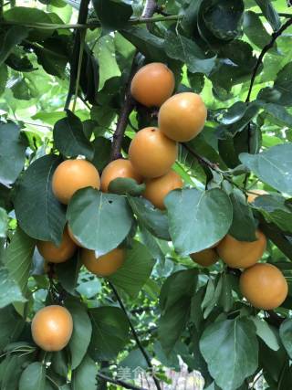 Canned Apricots recipe