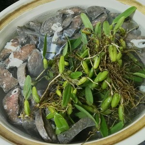 Stone Olive Pig Lung Soup recipe