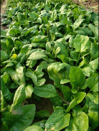 Stir-fried Spinach recipe