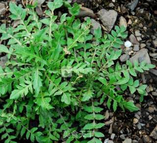 Sheep Prawn Meat Crystal Wafer🐰🍓 recipe