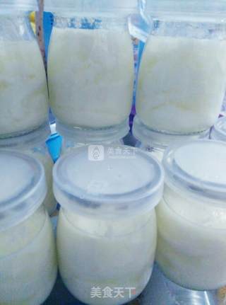 Milk Powder Version of Homemade Yogurt recipe