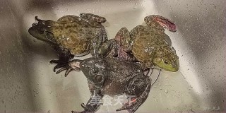 Pickle Bullfrog recipe