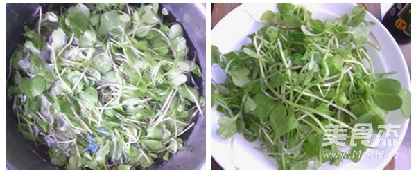 Radish Sprouts Salad recipe