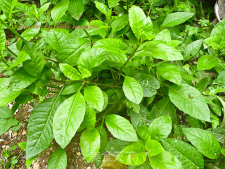Golden Chicken Salad recipe