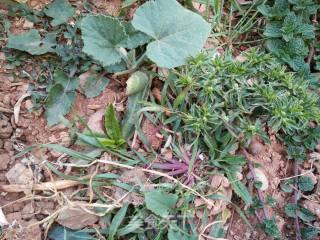 #春食野菜香#dai-flavored Hand-patted Cucumber recipe