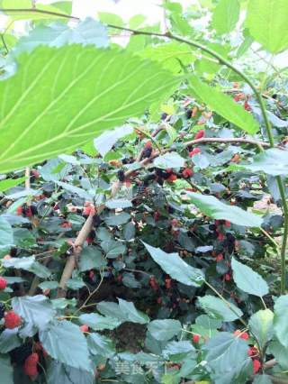 Mulberry Wine recipe