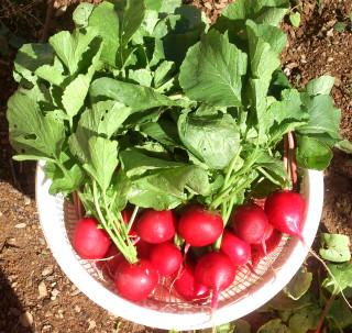 Self-pickled Radish recipe