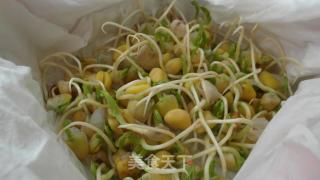 Pine Willow Sprouts recipe