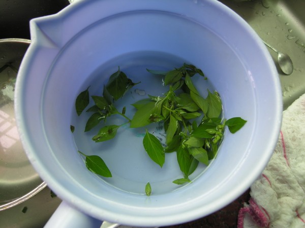 Boiled Clams in Brine with Basil recipe