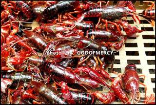 Spicy Crayfish recipe
