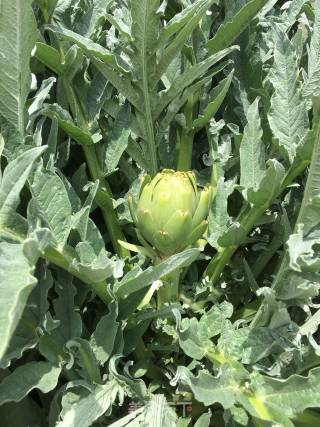 Braised Artichokes in Oil recipe