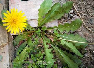 #春食野菜香# Dandelion Egg Soup recipe