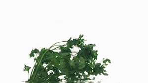 Four-person Cook丨three-wire Popped Beans recipe