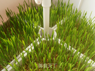 Apple Lemon Wheatgrass Juice recipe