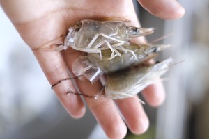 Low-calorie Fast and Delicious Fresh Shrimp and White Jade Mushroom (seafood Mushroom) Soup recipe