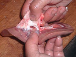 Fungus Poppy recipe