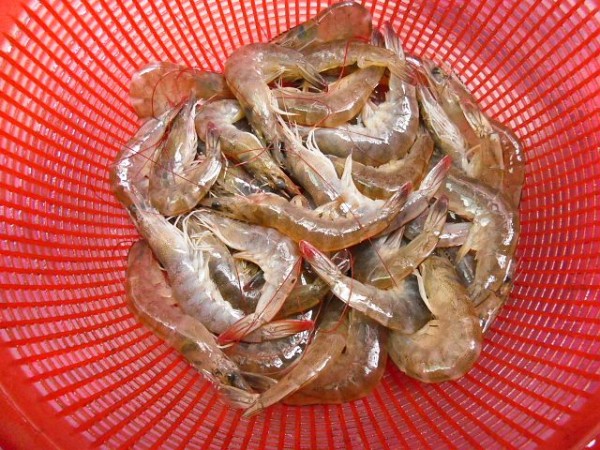 Stir-fried Shrimp with Celery recipe