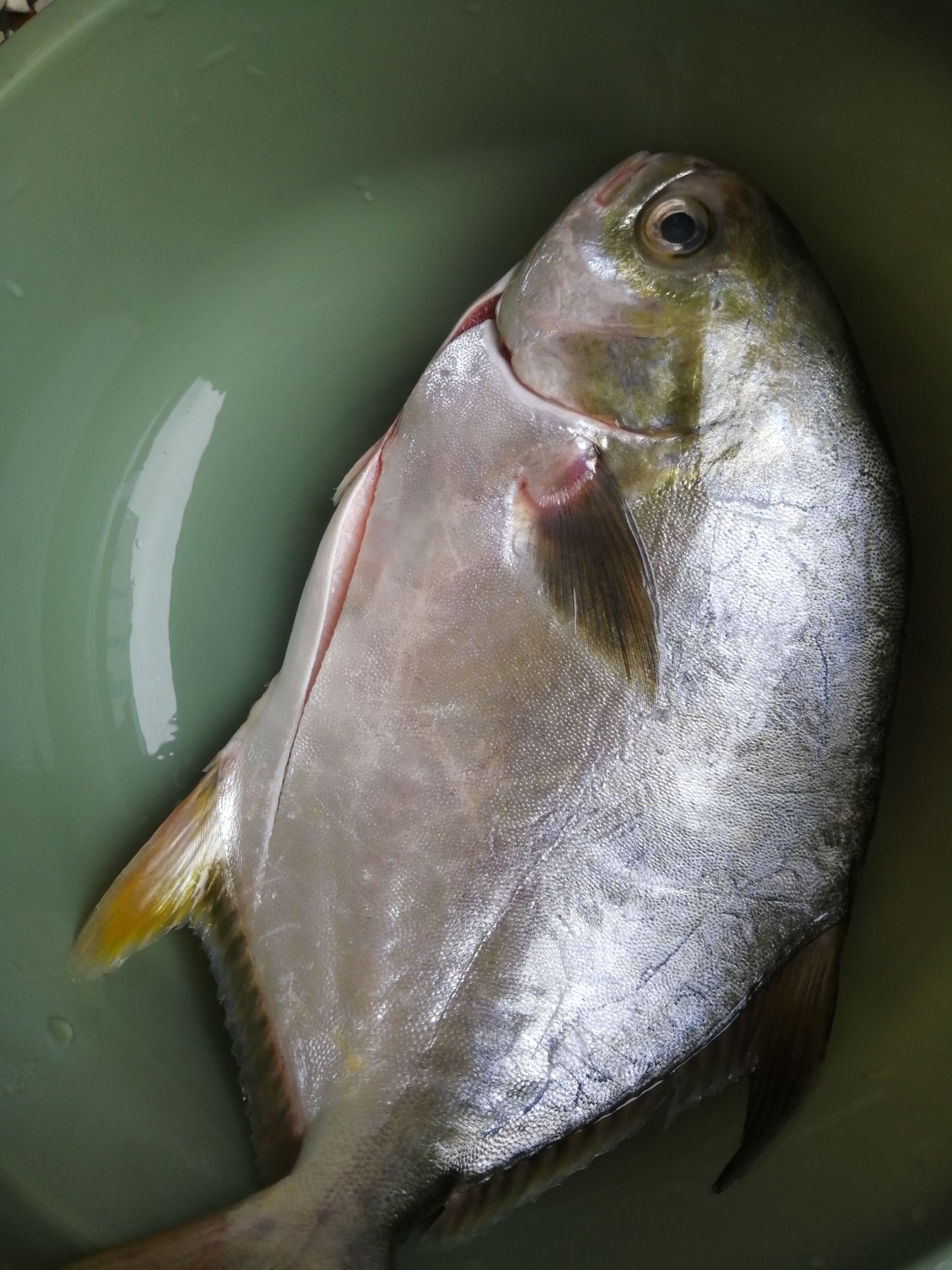 Don't Forget The Soup-home-cooked Pomfret recipe