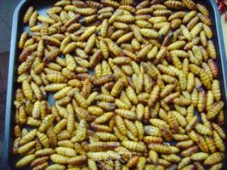 Dry Stir-fried Silkworm Pupae. recipe