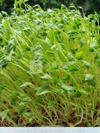 Hydroponic Pea Sprouts recipe