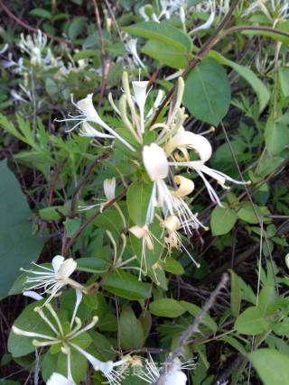 Homemade Honeysuckle Tea recipe