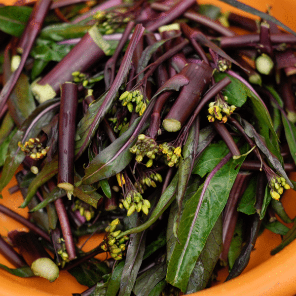 Garlic Red Cabbage Moss recipe