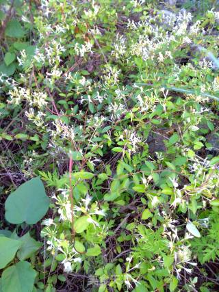 Homemade Honeysuckle Tea recipe