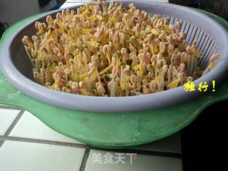 Simple and Safe to Send Mung Bean Sprouts Yourself recipe