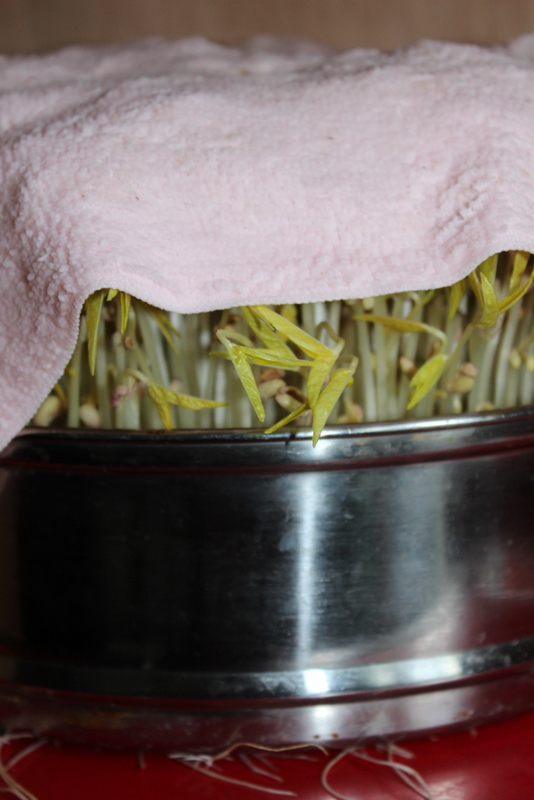Cold Bean Sprouts recipe