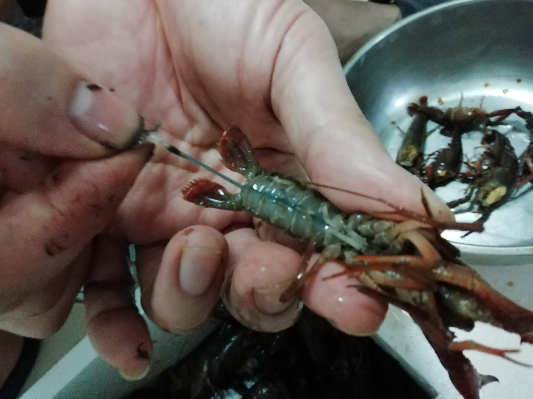 Fresh Crayfish recipe